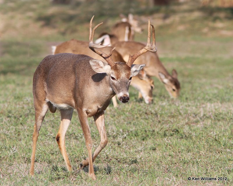 White-tailed Deer, Port Mansfield, TX, 1-2112, Ja_1462.jpg