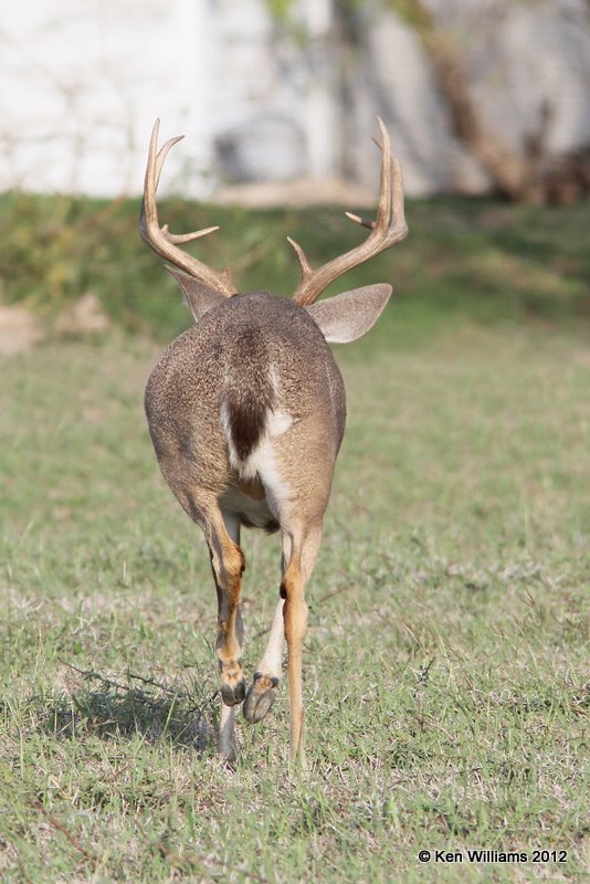 White-tailed Deer, Port Mansfield, TX, 1-2112, Ja_1464.jpg