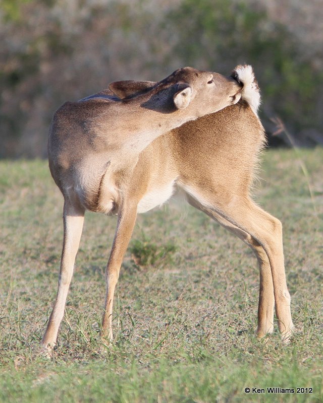 White-tailed Deer, Port Mansfield, TX, 1-2112, Ja_1529.jpg