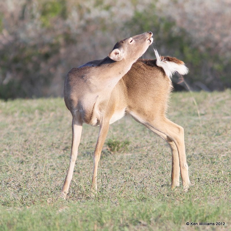 White-tailed Deer, Port Mansfield, TX, 1-2112, Ja_1530.jpg