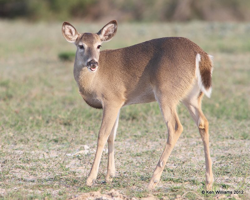 White-tailed Deer, Port Mansfield, TX, 1-2112, Ja_1532.jpg