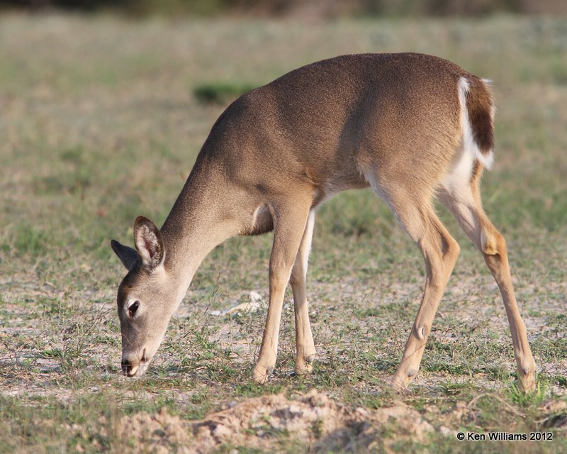 White-tailed Deer, Port Mansfield, TX, 1-2112, Ja_1536.jpg