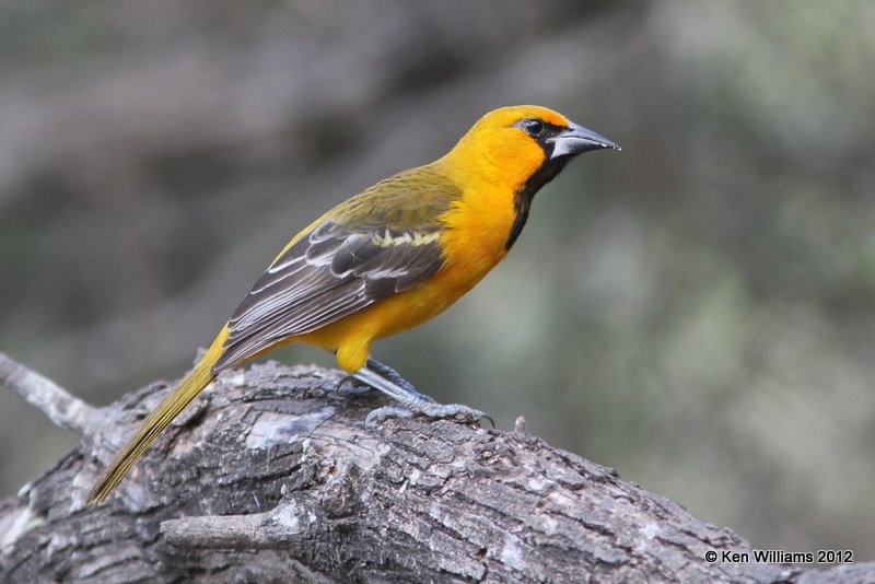 Altamira Oriole, 1st year, Salineno, TX, 1-17-12, Ja 827.jpg