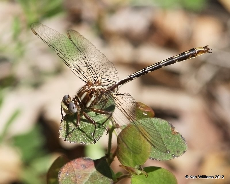 :Ashy Clubtail: