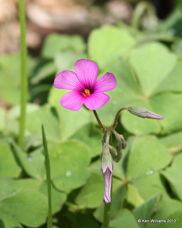 Oxalis, McCurtain Co, OK, 3-25-12, Ja_4432.jpg