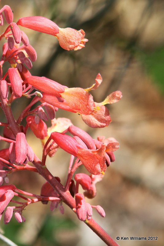 Red Buckeye, McCurtain Co, OK, 3-25-12, Ja_4514.jpg