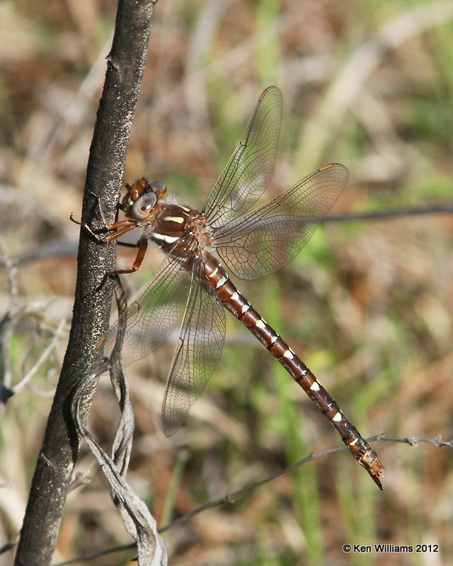 Twin-spotted Spiketail female, McCurtain Co, OK, 3-26-12, Ja_9851.jpg