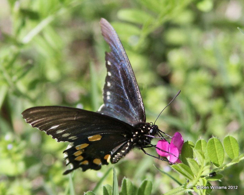 Pipevine Swallowtail, Turkey Mt, Tulsa Co, OK, 3-23-12, Ja_9592.jpg
