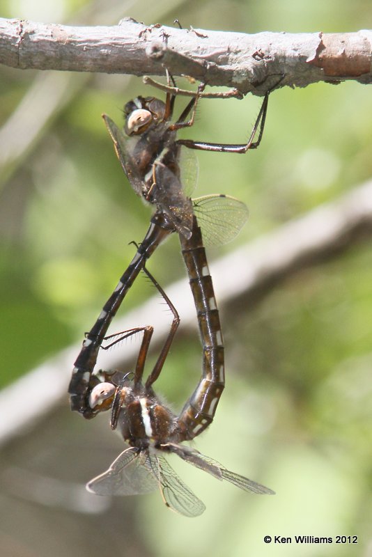 Stream Cruiser pair in tandum, McCurtain Co, OK, 3-25-12, Ja_4388.jpg