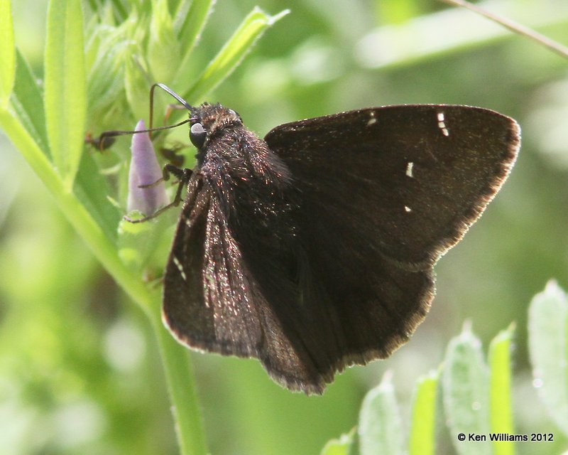 Northern Cloudywing, Chickasaw National Recreation Area, 4-1-12, Ja_9999_34.jpg