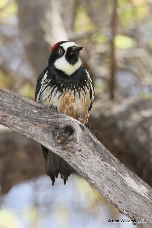 Acorn Woodpecker female, Davis Mts SP, TX, 4-16-12, Ja_5604.jpg
