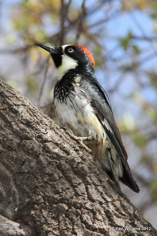 Acorn Woodpecker male, Davis Mts SP, TX, 4-16-12, Ja_5566.jpg