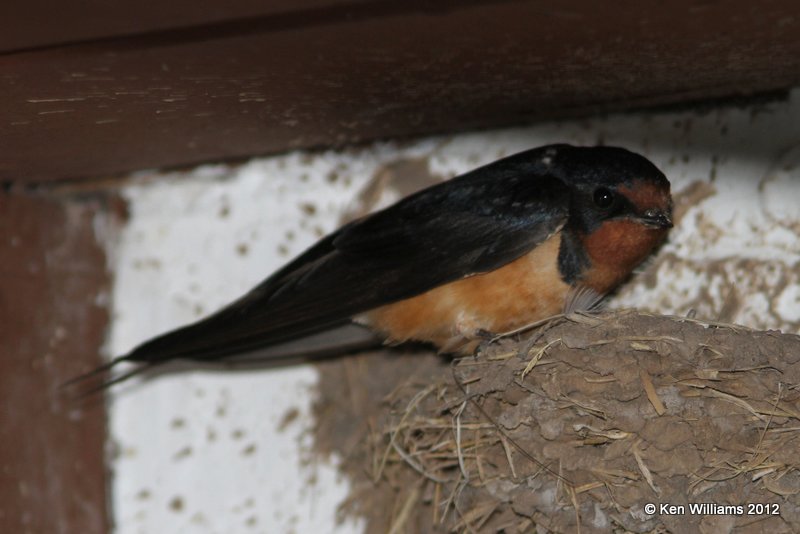 Barn Swallow, Balmorhea SP, TX, 4-15-12, Ja_5291.jpg