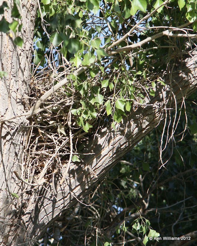 Black Hawk nest, Big Bend NP, TX, 4-18-12, Ja_6473.jpg