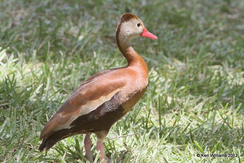 Black-bellied Whistling Duck, S. Padre Island, TX, 4-26-12, Ja_11257.jpg