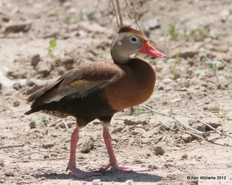 Black-bellied Whistling Duck, Valley Nature Center, Weslaco, TX, 4-25-12, Ja_10603.jpg