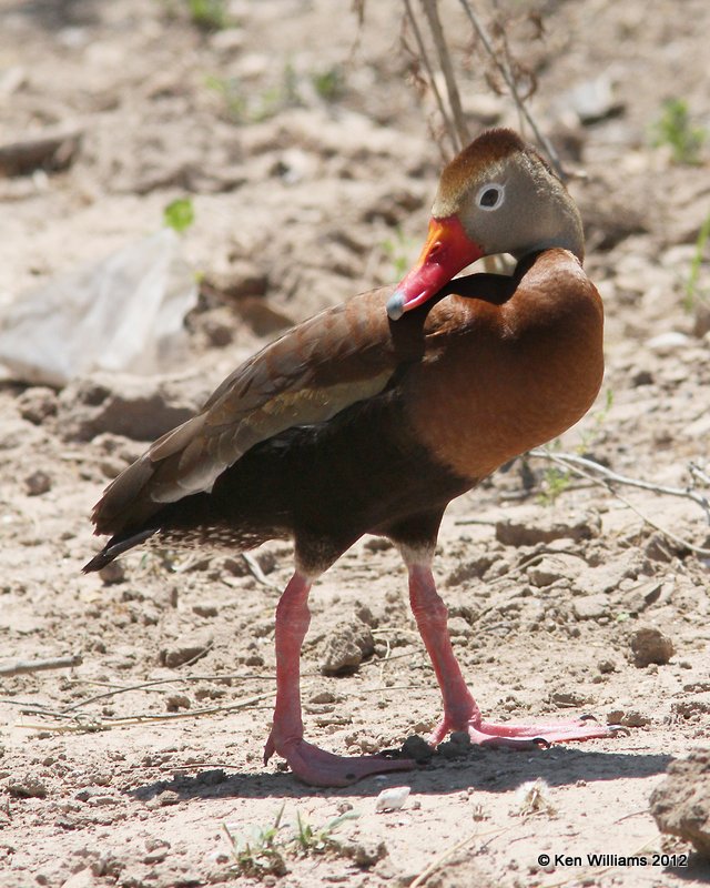 Black-bellied Whistling Duck, Valley Nature Center, Weslaco, TX, 4-25-12, Ja_10606.jpg