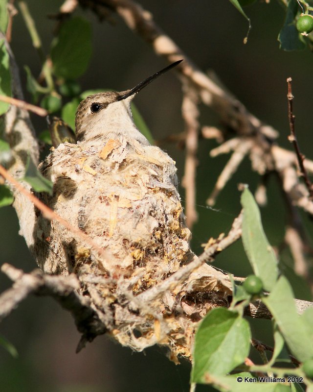 Black-chinned Hummingbird female on nest, Balmorhea SP, TX, 4-16-12, Ja_5416.jpg