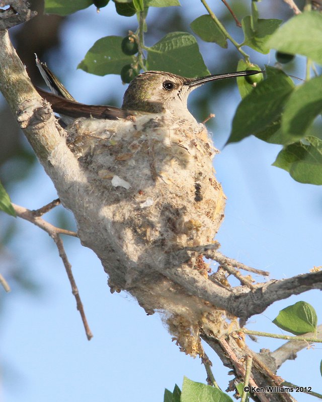 Black-chinned Hummingbird on nest, Balmorhea SP, TX, 4-16-12, Ja_5420.jpg