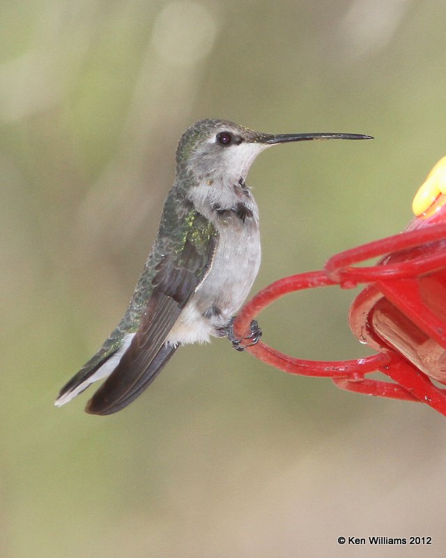 Black-chinned Hummingbird, Davis Mts SP, TX, 4-16-12, Ja_5916.jpg
