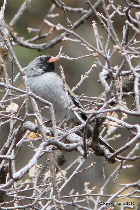 Black-chinned Sparrow, Big Bend NP, TX, 4-19-12, Ja_6852.jpg