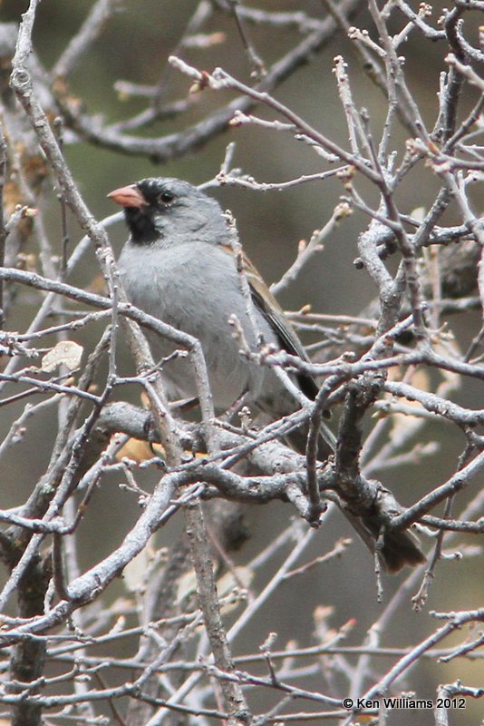 :Black-chinned Sparrow: