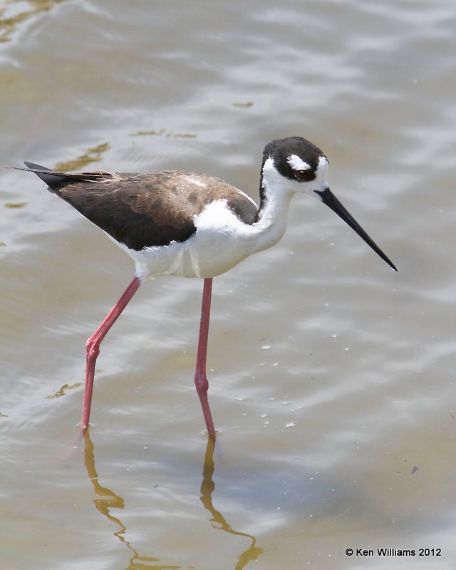 Black-necked Stilt female, S. Padre Island, TX, 4-26-12, Ja_11275.jpg