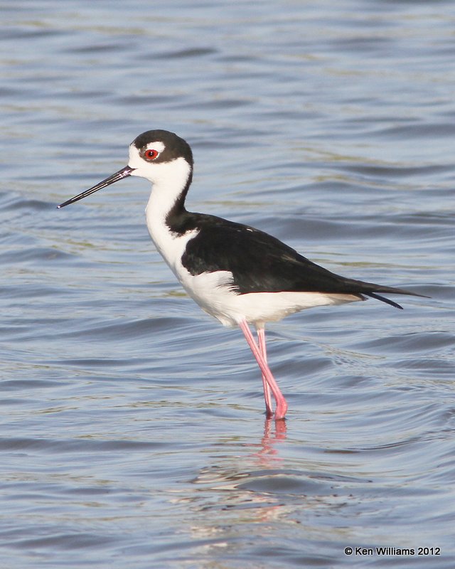 Black-necked Stilt male, Estero Llano Grande SP, TX, 4-24-12, Ja_123.jpg