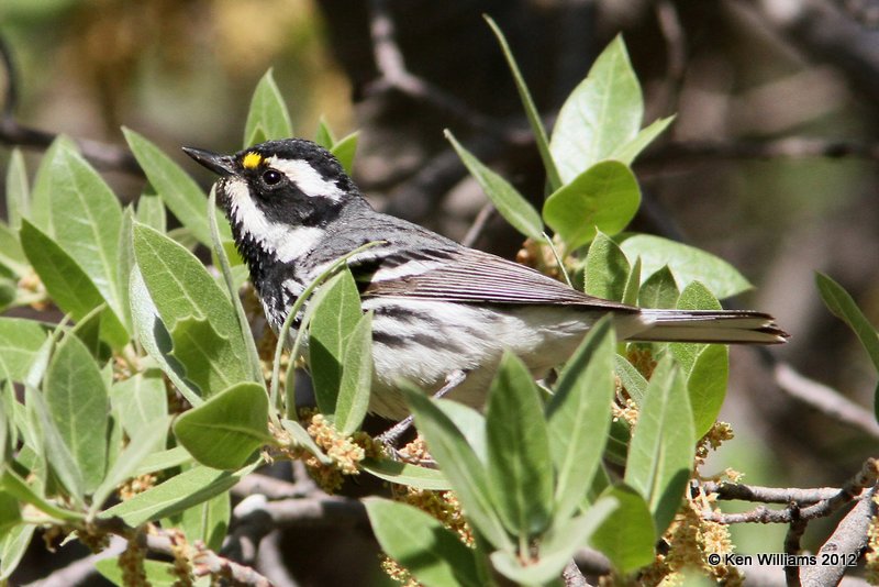 Black-throated Gray Warbler, N. Ft. Davis, TX, 4-16-12, Ja_5508.jpg