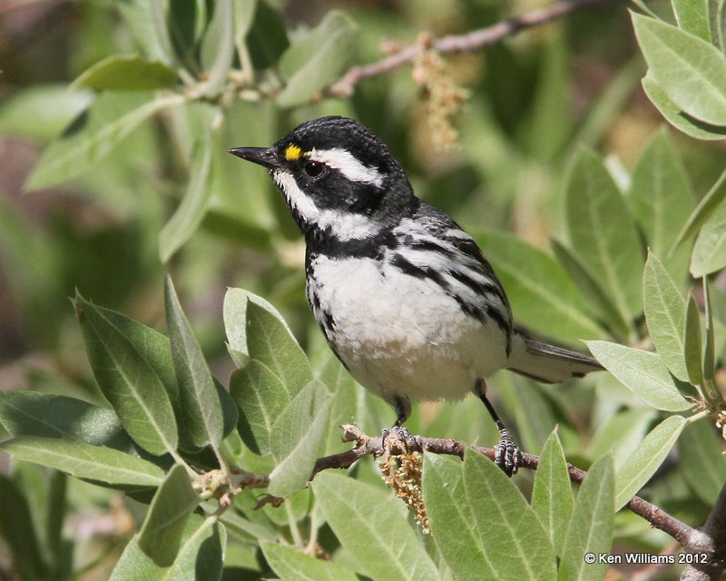 Black-throated Gray Warbler, N. Ft. Davis, TX, 4-16-12, Ja_5522.jpg