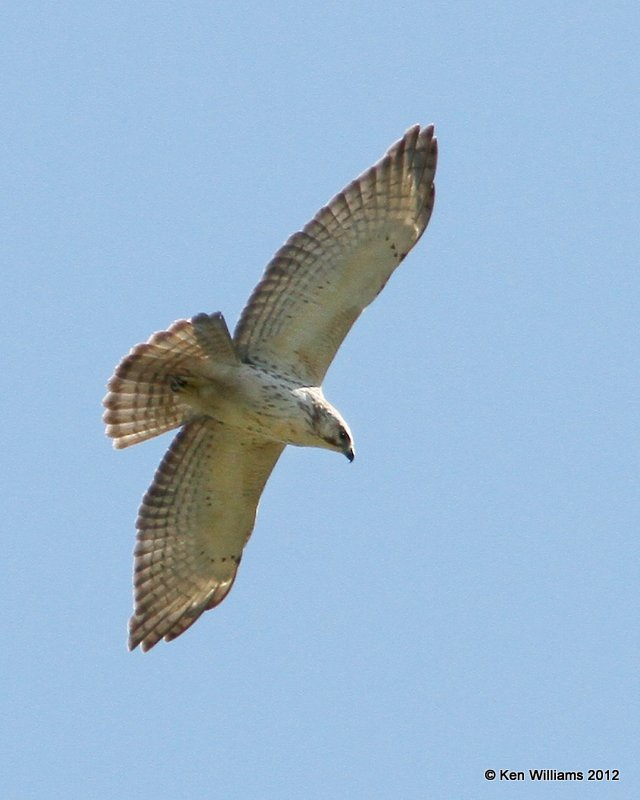 Broad-winged Hawk light juvenile, Bentsen SP, TX, 4-23-12, Ja_9362.jpg