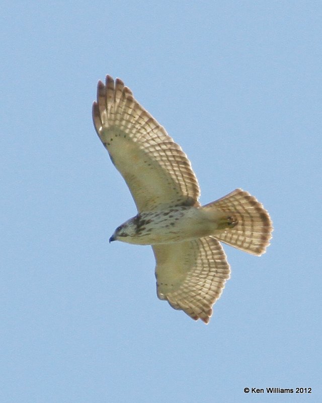 Broad-winged Hawk light juvenile, Bentsen SP, TX, 4-23-12, Ja_9365.jpg