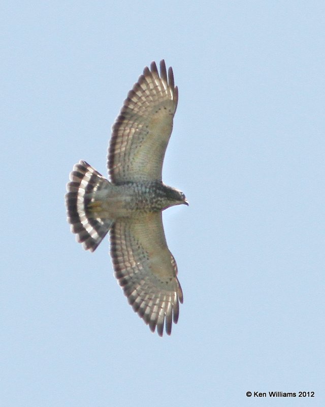 Broad-winged Hawk, Bentsen SP, TX, 4-23-12, Ja_9348.jpg