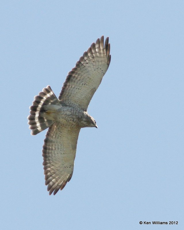 Broad-winged Hawk, Bentsen SP, TX, 4-23-12, Ja_9359.jpg