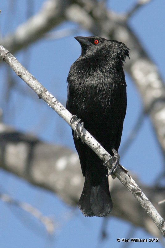 Bronze Cowbird male, Salineno, TX, 4-22-12, Ja_9079.jpg