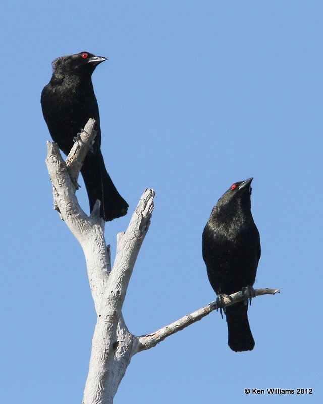 Bronzed Cowbird males, Sana Ana NWR, TX, 4-25-12, Ja_10298.jpg