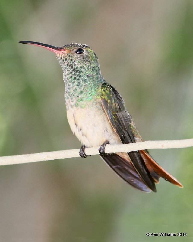 Buff-bellied Hummingbird, Edinburg Wetlands, TX, 4-24-12, Ja_726.jpg