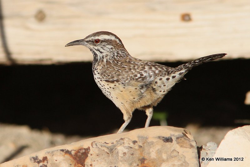 Cactus Wren, Rio Grande River, West of Big Bend NP, TX, 4-20-12, Ja_7254.jpg