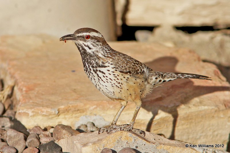 Cactus Wren, Rio Grande River, West of Big Bend NP, TX, 4-20-12, Ja_7262.jpg