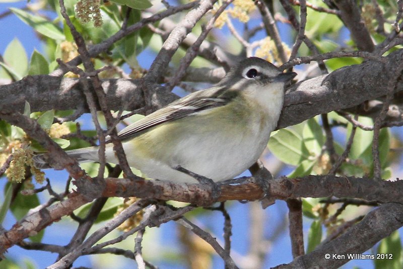 Cassins  Vireo, N. Ft. Davis, TX, 4-16-12, Ja_5456.jpg