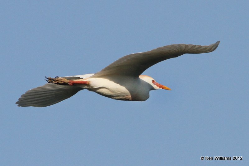 Cattle Egret, Smith Oaks rookery, High Island, TX, 4-28-12, Ja_12033.jpg