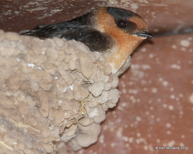 Cave Swallow, Balmorhea SP, TX, 4-15-12, Ja_5243.jpg