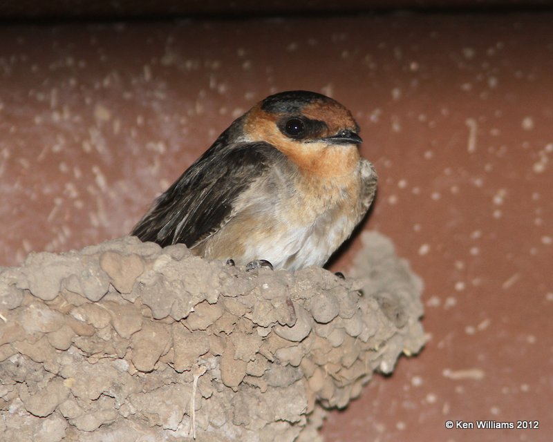 Cave Swallow, Balmorhea SP, TX, 4-15-12, Ja_5301.jpg