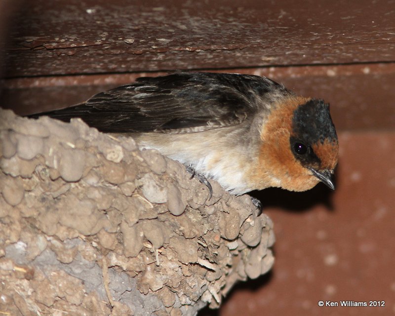 Cave Swallow