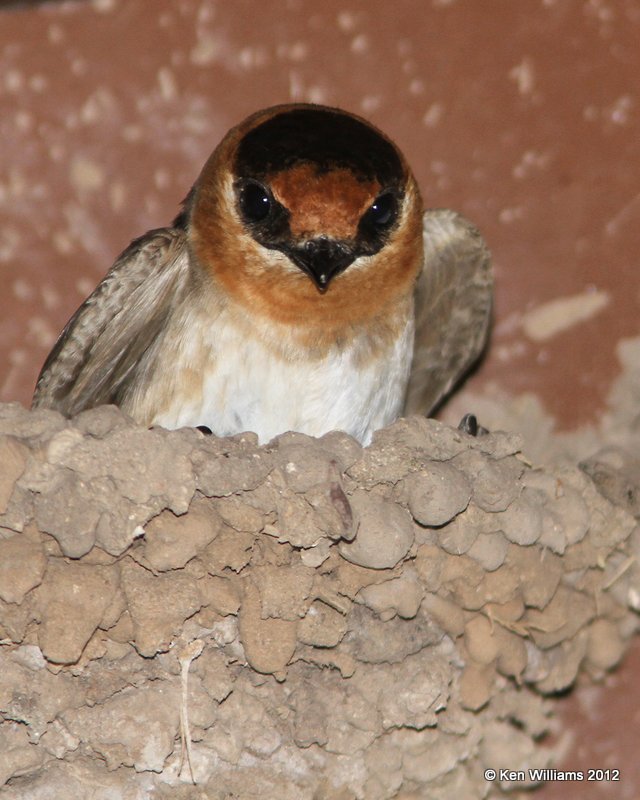 Cave Swallow, Balmorhea SP, TX, 4-15-12, Ja_5333.jpg