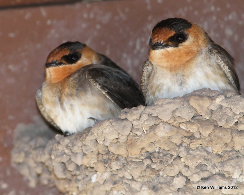 Cave Swallow, Balmorhea SP, TX, 4-16-12, Ja_5354.jpg