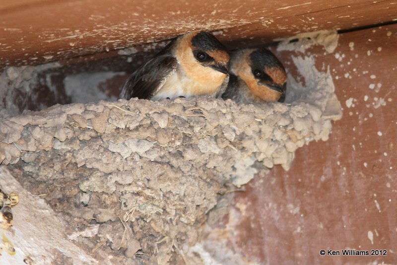 Cave Swallow, Balmorhea SP, TX, 4-16-12, Ja_5363.jpg