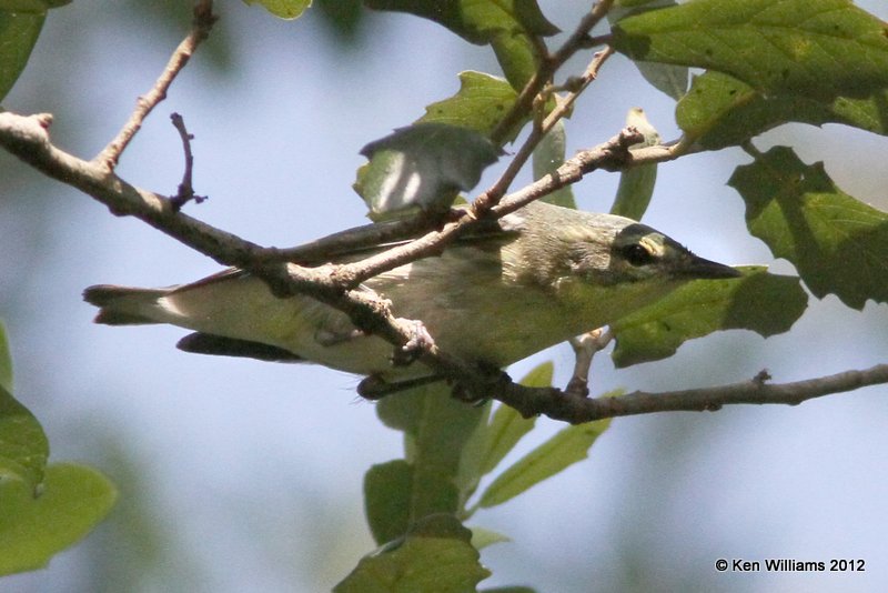 Cerulean Warbler female, Smith Oaks, High Island, TX, 4-27-12, Ja_11639.jpg