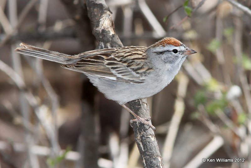 Chipping Sparrow, Davis Mts SP, TX, 4-16-12, Ja_5572.jpg