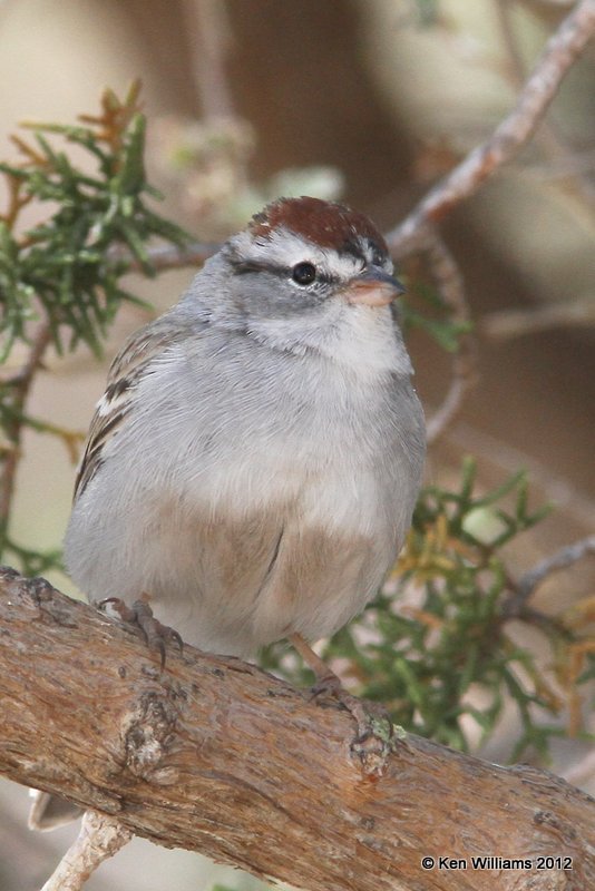 Chipping Sparrow, Davis Mts SP, TX, 4-16-12, Ja_5716.jpg